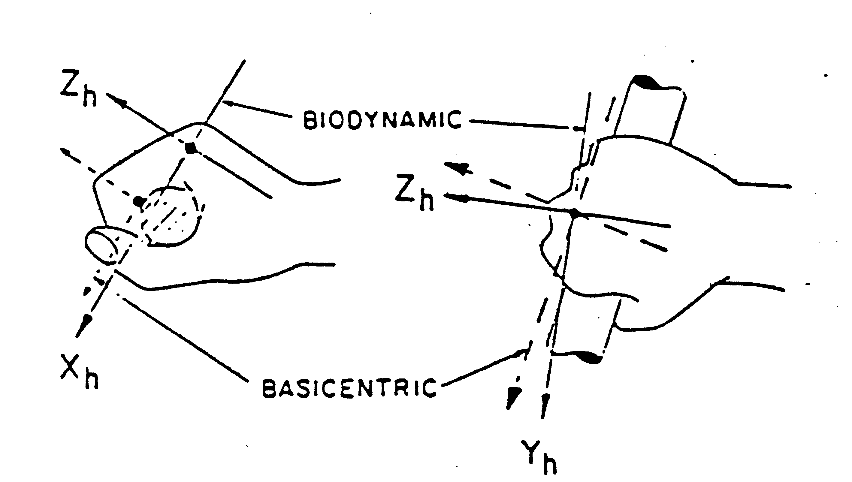 graphic showing Biodynamic and basicentric coordinate
systems for the hand